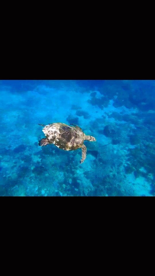 It's like dancing with a turtle 💃 🐢 #magicisland #nusapenida #turtle #snorkelingindonesia #bali